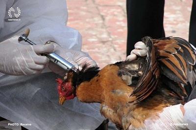  خودداری از نزدیک شدن به پرندگان وحشی به دلیل احتمال شیوع آنفلوآنزای پرندگان