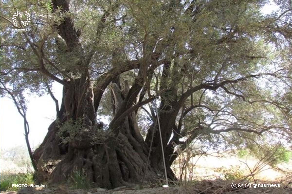 درخت زیتون450 ساله