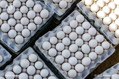 قیمت تخم‌مرغ کاهش یافت؛ نرخ مصوب ۱۰۰ هزار تومان
