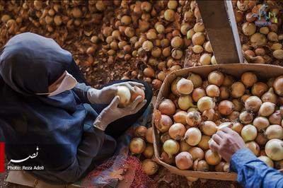 صادرات سیب زمینی و پیاز از 15 فروردین ممنوع است