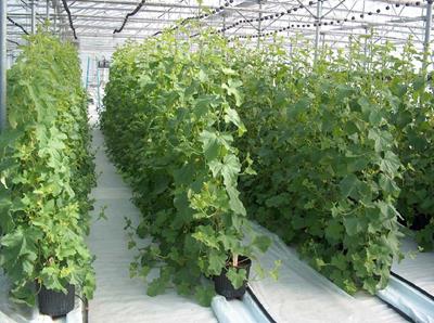 توسعه گلخانه ها از اهداف بخش کشاورزی آذربایجان شرقی است