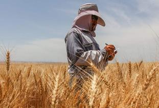 ۸۲ درصد وجوه گندم خریداری شده در آذربایجان‌شرقی پرداخت شد