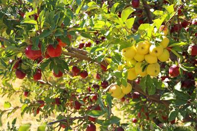 افزایش دو برابری صادرات سیب درختی مراغه به خارج از کشور