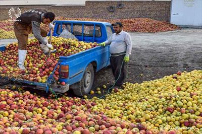 پرداخت وام برای خرید سیب زیردرختی آذربایجان‌شرقی
