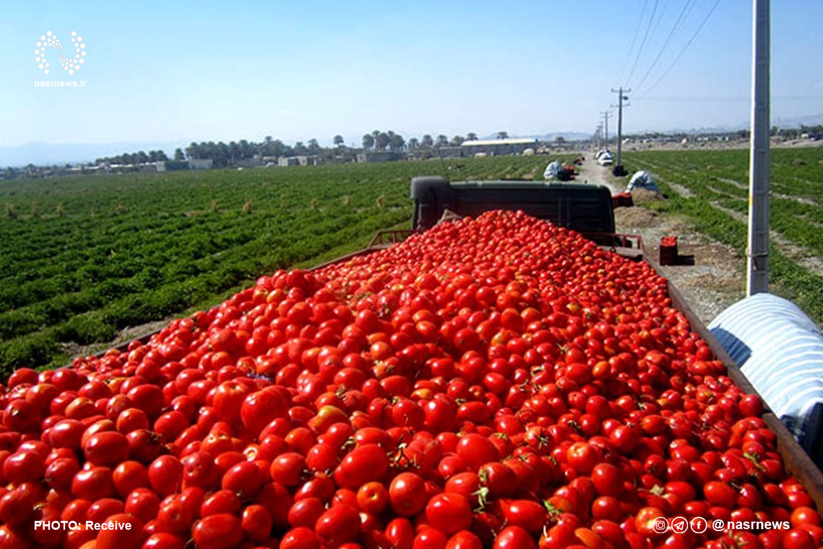 گوجه فرنگی، محصولات کشاورزی، صادرات