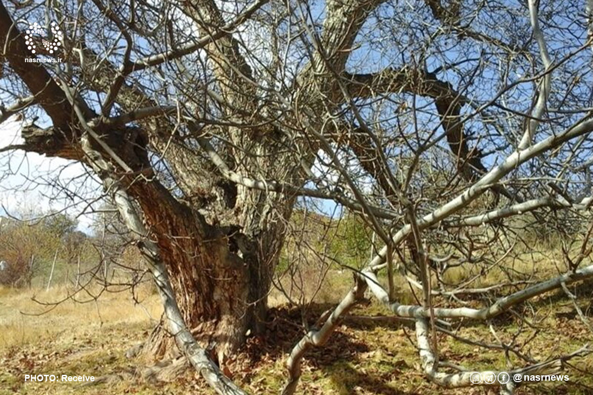 درخت گردو400 ساله