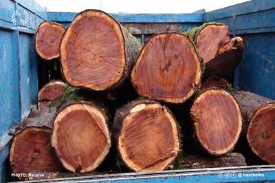 تشدید نظارت بر قاچاق چوب در آذربایجان شرقی/ ضبط ۵۰ تن درخت غیرمجاز