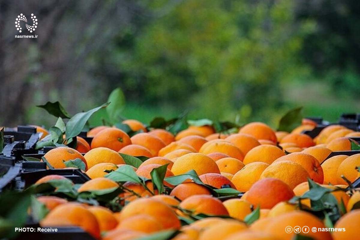 پرتقال، میوه، میوه شب عید