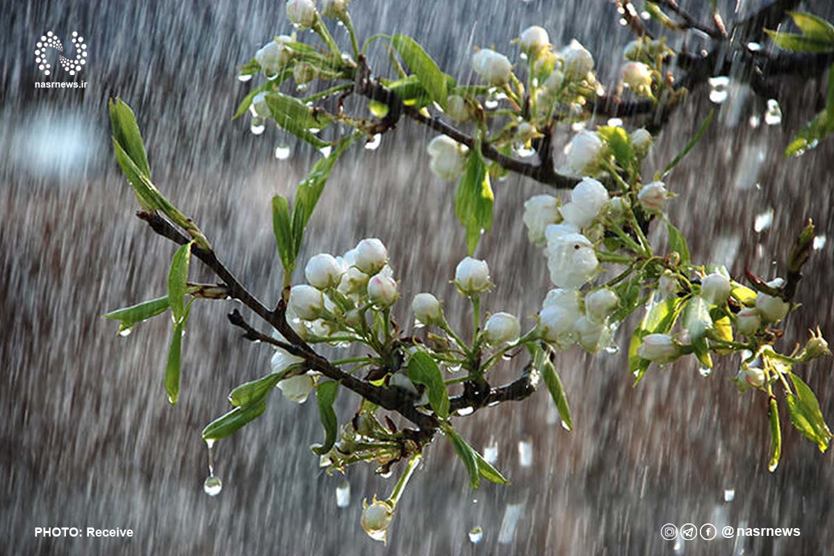 باران، بارش باران، گل