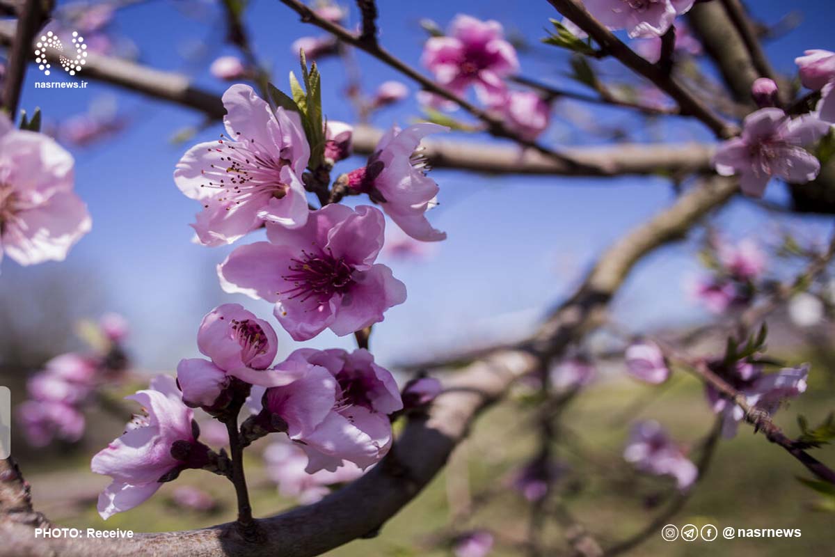 تصاویر | بهار رنگی مازندران