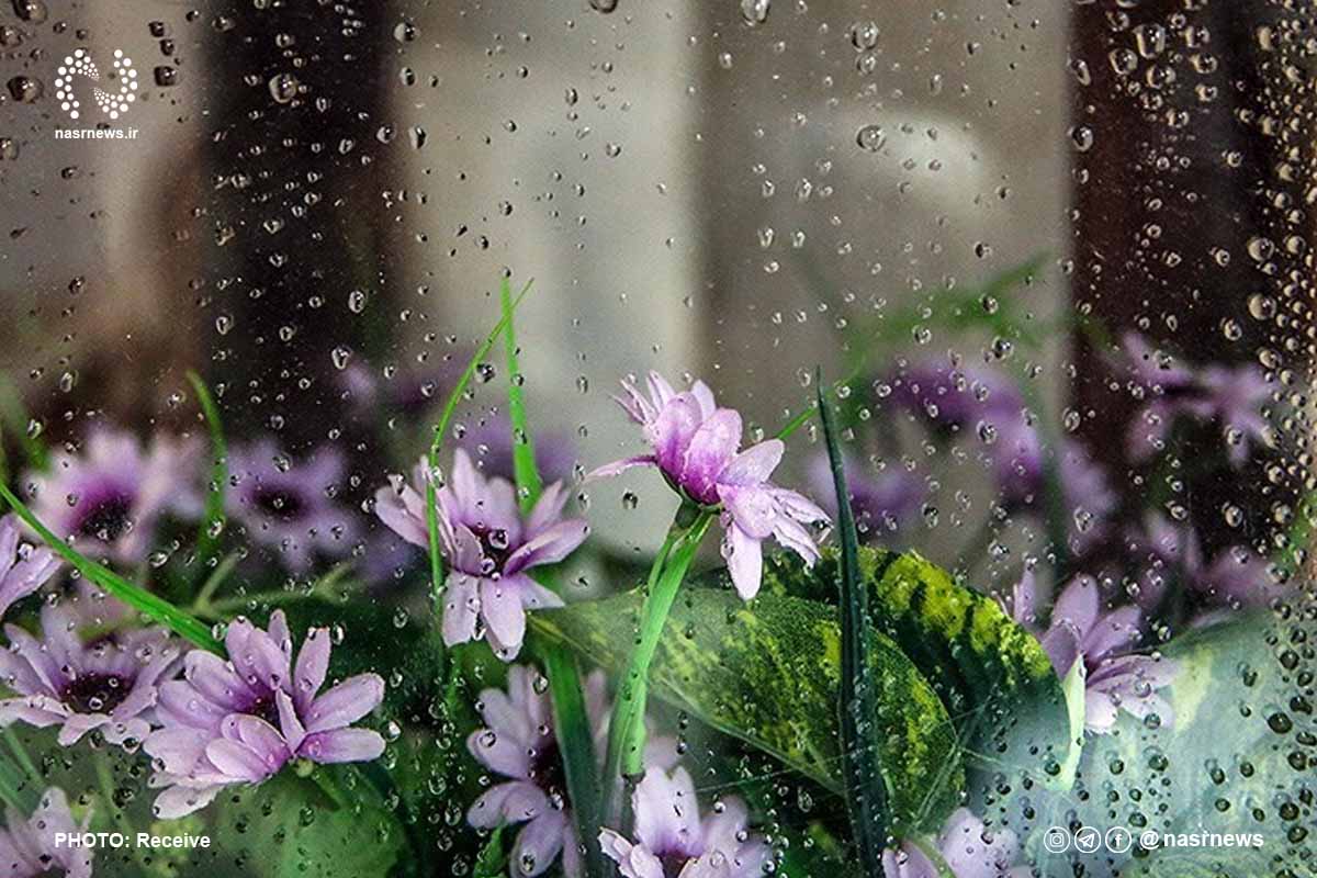 بارش باران، باران، گل بهاری