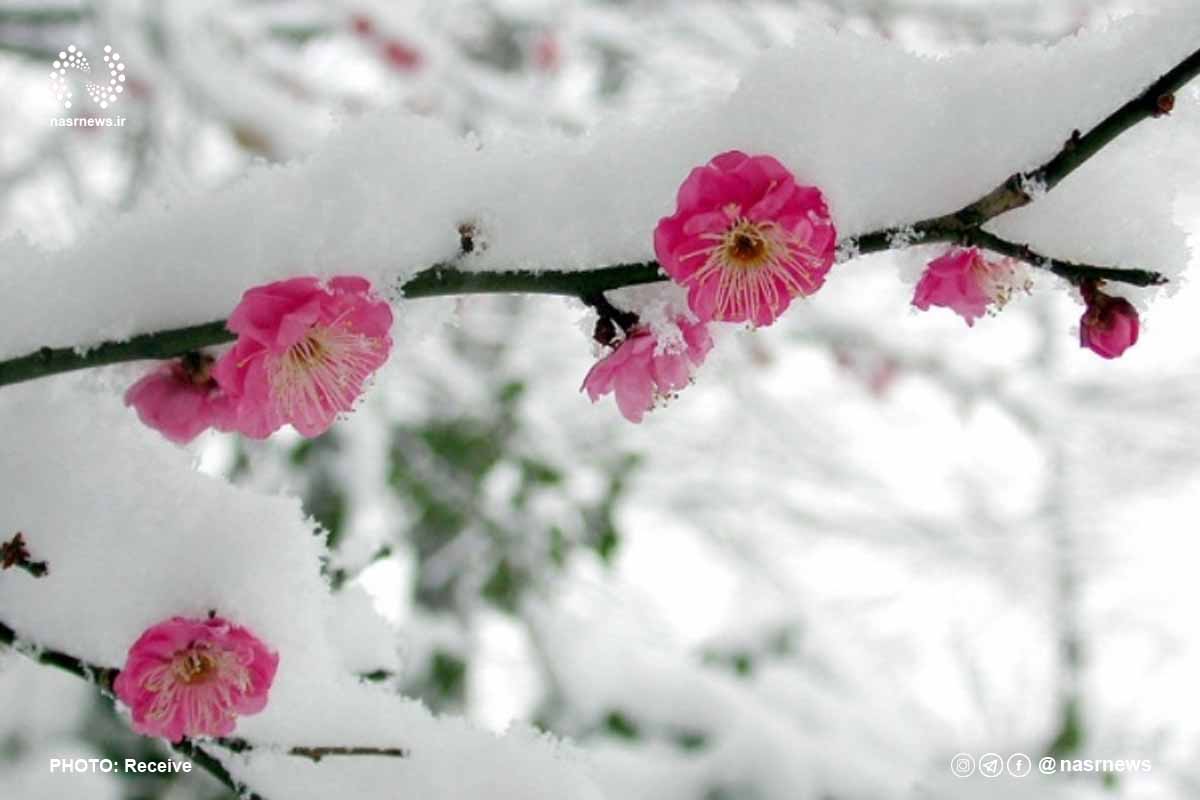 گل بهاری، بارش برف، برف، بهار