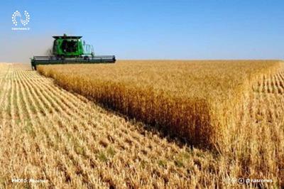 خرید گندم در آذربایجان‌شرقی از مرز ۱۸۱ هزار تن گذشت