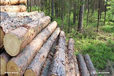 کشف و توقیف ۱۰۰ اصله درخت جنگلی در کلیبر 