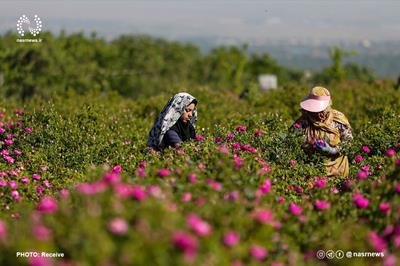 ۱۰ درصد سطح زیر کشت باغ‌های گل محمدی کشور در آذربایجان شرقی قرار دارد