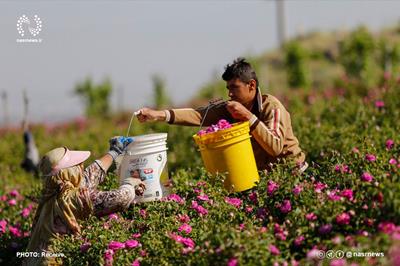 چهار هزار تن گل محمدی از باغات آذربایجان‌شرقی برداشت شد
