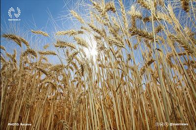 خرید ۲۱۸ هزار تن گندم از گندمکاران آذربایجان شرقی