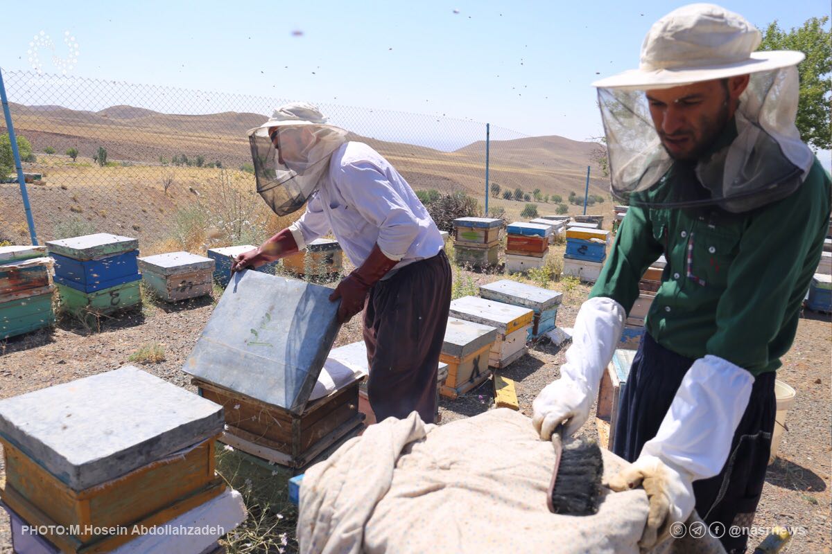تولید عسل، عسل، زنبور عسل