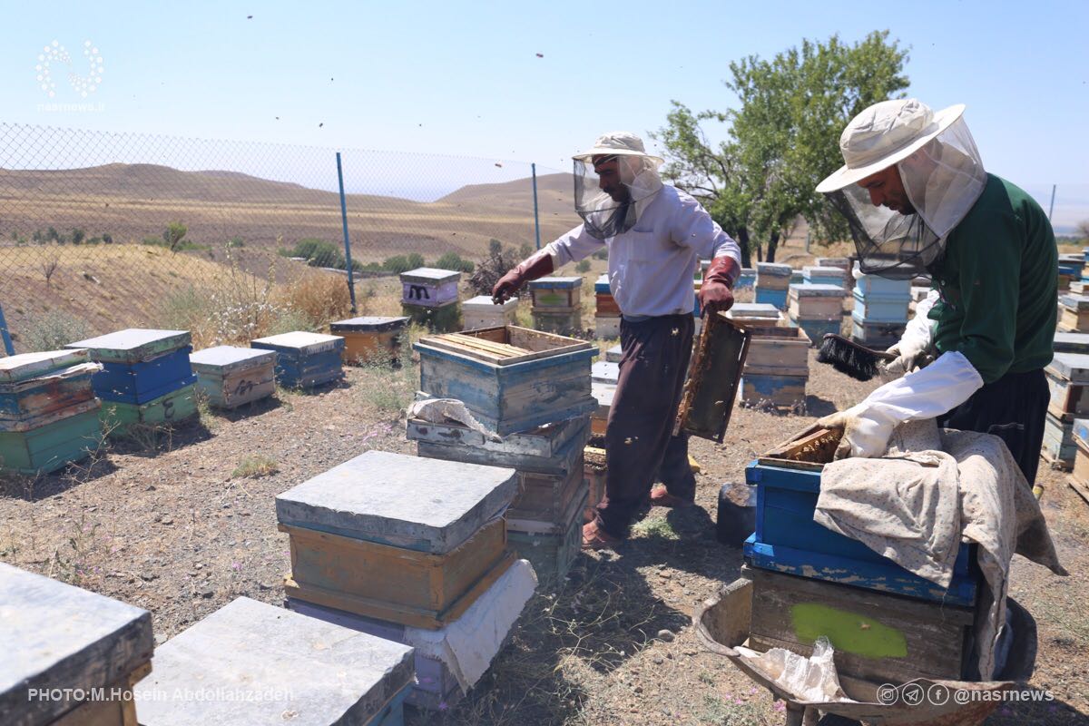 تولید عسل، عسل، زنبور عسل
