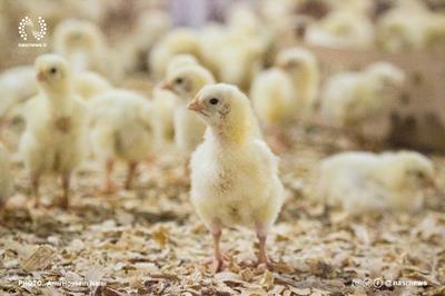 آخرین وضعیت آنفلوآنزای فوق حاد پرندگان در مرغداری های کشور
