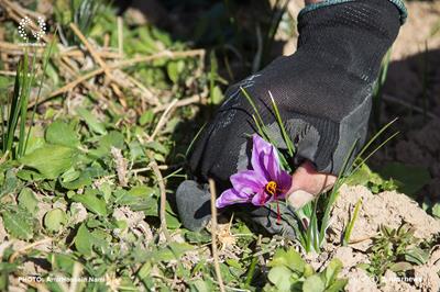 طلای سرخ شهرستان گِرمی مغان روانه بازار شد
