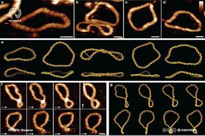 واضح‌ترین تصاویر ثبت شده از مولکول دی‌ان‌ای تا به امروز