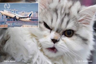 گربه عصبانی خلبان را مجبور کرد به فرودگاه بازگردد