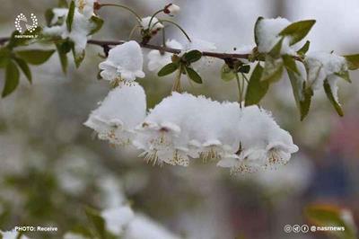 خسارت بیش از یک هزار میلیارد تومانی کشاورزان آذربایجان‌شرقی
