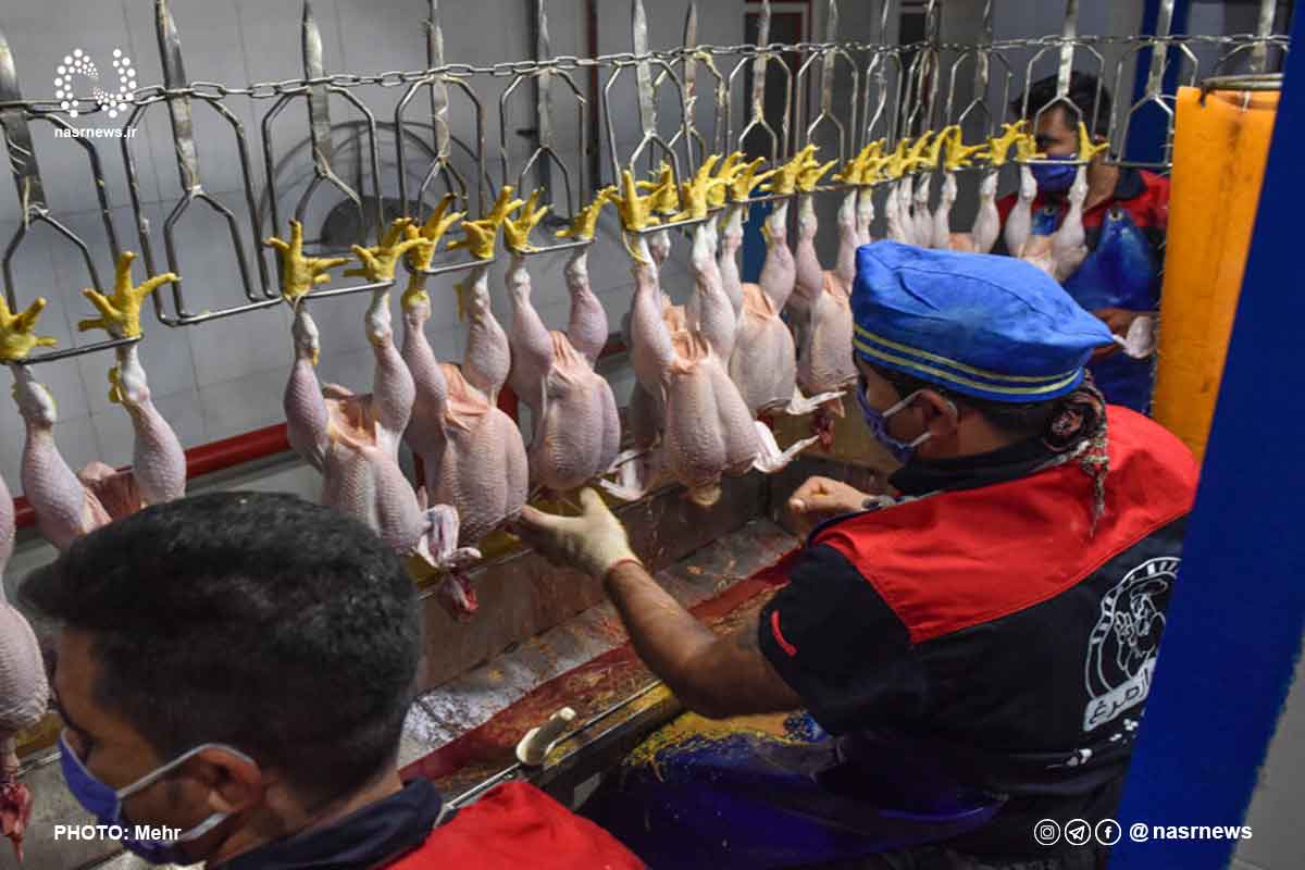 تصاویر | کشتارگاه صنعتی مرغ