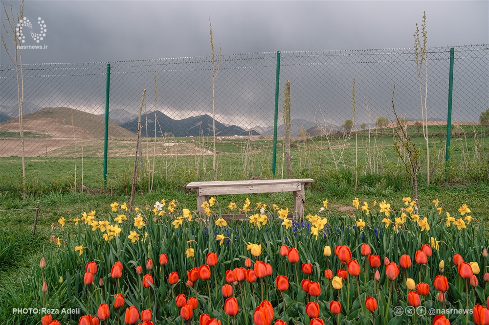 تصاویر | مزرعه لاله ها در روستای «اسپره خون» تبریز