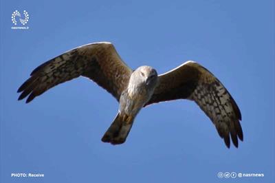 ثبت یک گونه کمیاب توسط پرنده نگر تبریزی