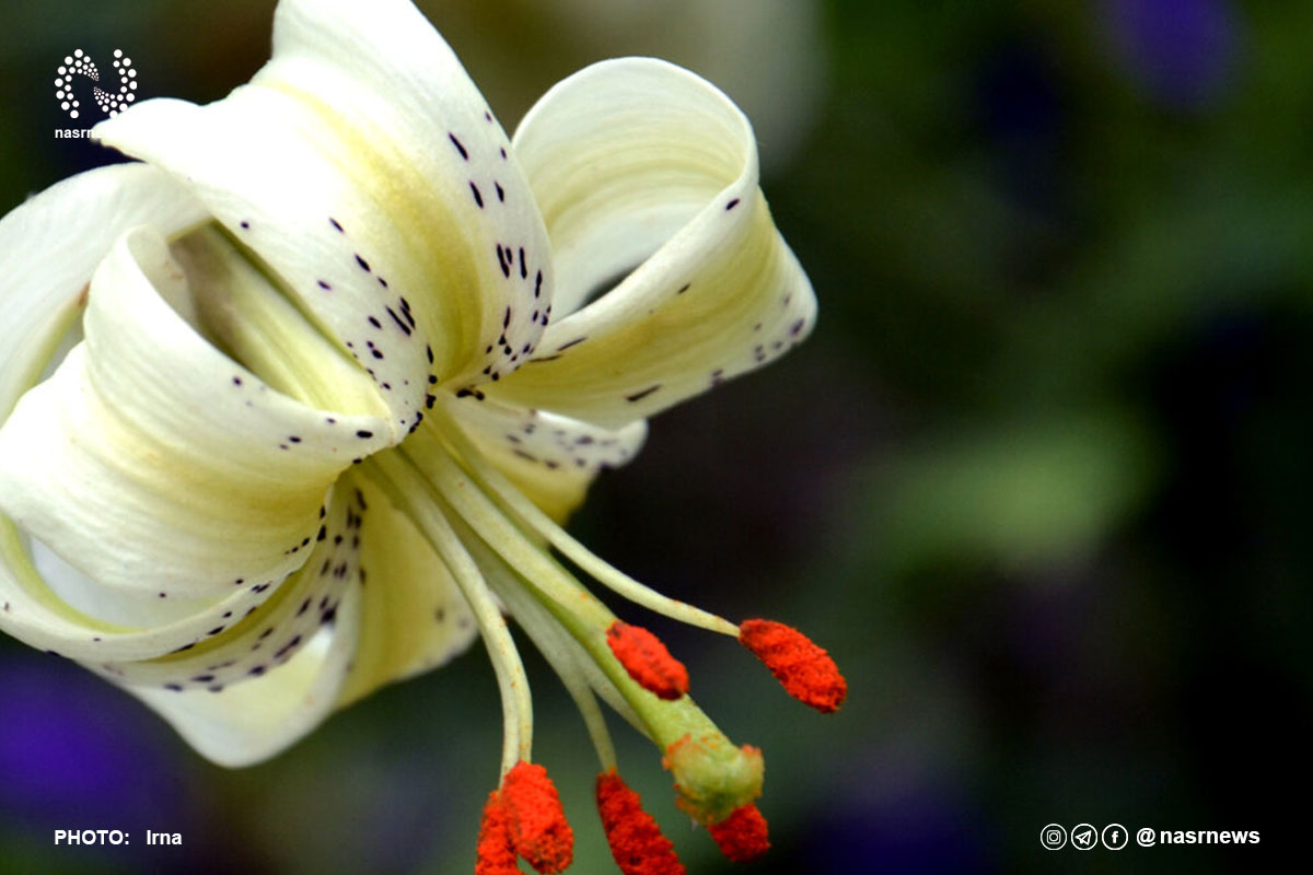 تصاویر | شکوفایی نادرترین گل جهان در داماش گیلان