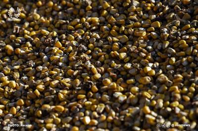  ایران ظرفیت صادرات ۲ تا ۵ هزار تن بذر ذرت را دارد