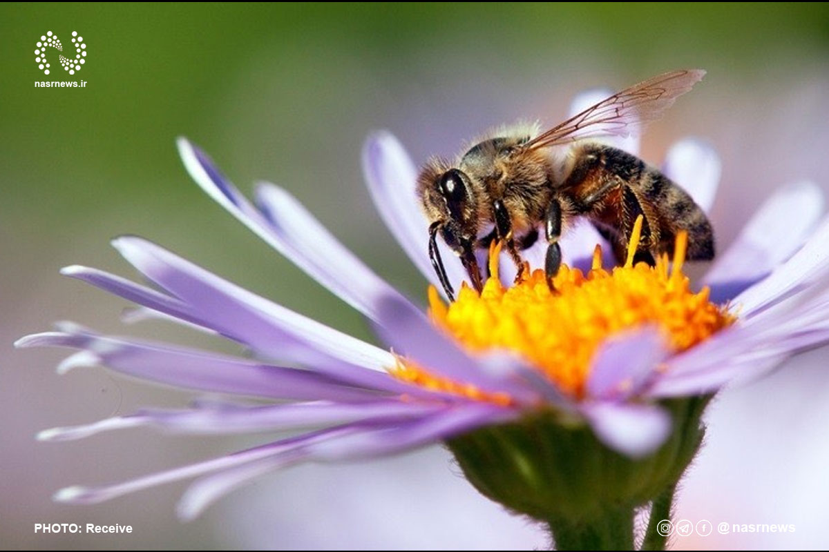 زهر زنبور عسل در برابر سلول های تهاجمی سرطان سینه!