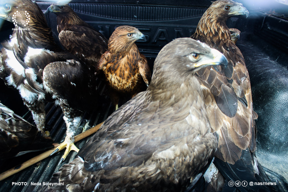 تصاویر | رهاسازی گونه های تیمار شده پرندگان وحشی در ارتفاعات عینالی