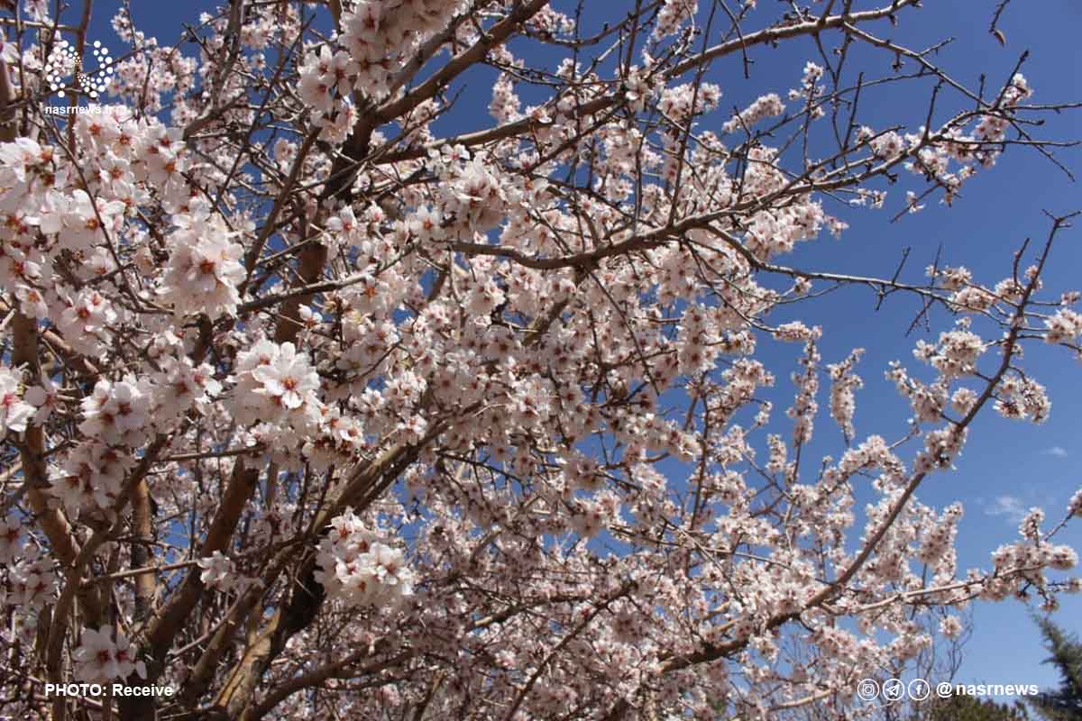تصاویر | سمفونی شکوفه های بهاری در عینالی