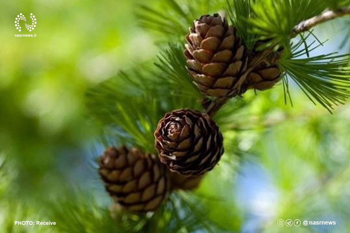 فیلم | کاج دزدی در تبریز!