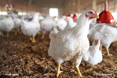 کشف ۲.۵ تن مرغ زنده خارج از شبکه توزیع در مراغه