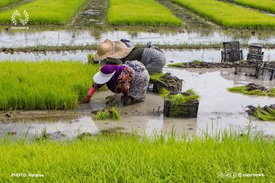 افزایش ۳۰ درصدی تولید برنج/ کاهش قیمت برنج با آغاز برداشت و افزایش عرضه