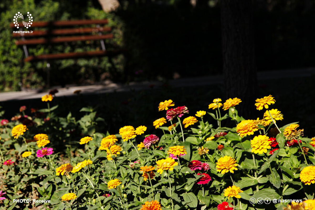 تصاویر | جلوه‌گری گل های تابستانی در باغ گلستان تبریز