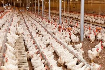 کاهش سرانه مصرف مرغ در کشور/ ریزش ۳۰ میلیون قطعه‌ای جوجه‌ریزی در تیرماه