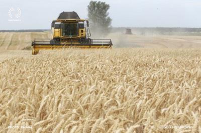  خرید تضمینی گندم از کشاورزان در یک ‌قدمی ۷ میلیون تن