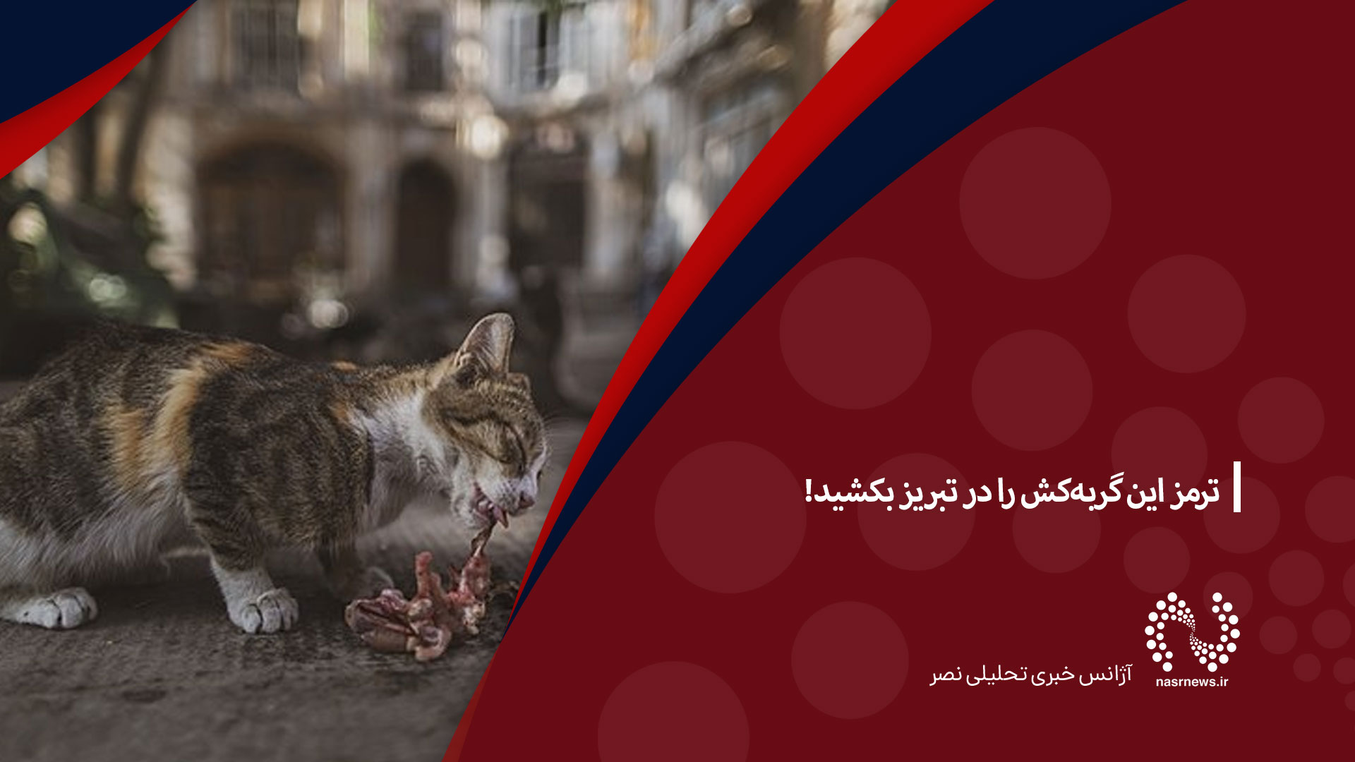 فیلم | ترمز این گربه‌کش را در تبریز بکشید!