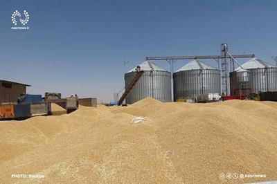 افزایش ۸۰ درصدی خرید گندم مازاد کشاورزان در آذربایجان شرقی