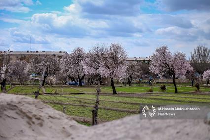 تصاویر| خودنمایی شکوفه‌های بهاری در تبریز 