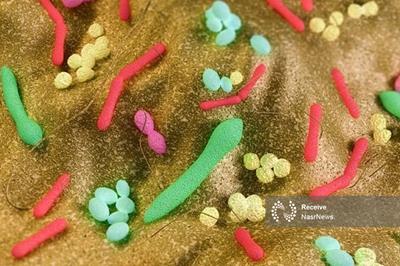 میکروب های روده می توانند احتمال چاقی را تغییر دهند