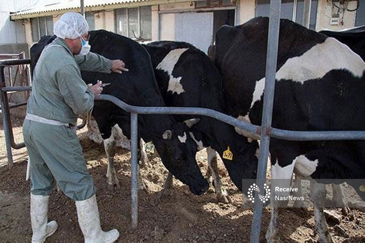شناسایی سویه جدید تب برفکی در ایران پس از ۴۲ سال/ هشدار سازمان دامپزشکی