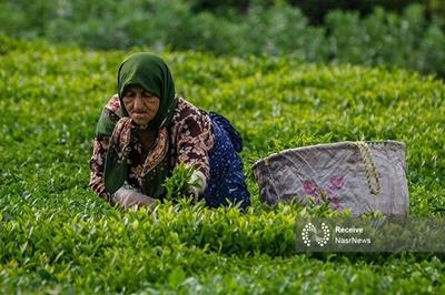 پرداخت ۸۸ درصد مطالبات چایکاران