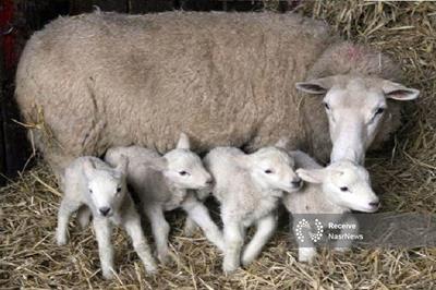 چندقلوزایی و افزایش وزن دام با پرتودهی هسته‌ای در آذربایجان‌شرقی