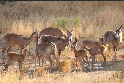  کاهش منابع آبی، تهدیدی جدی برای حیات‌وحش جزایر دریاچه ارومیه